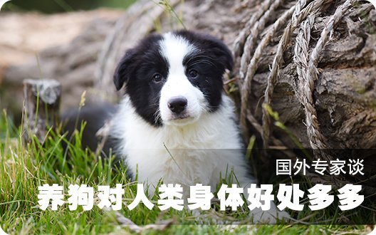 国外专家谈养狗对人类身体好处多多