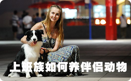 上班族如何养伴侣动物