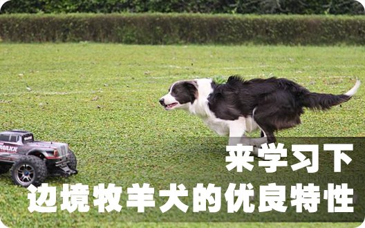 来学习下边境牧羊犬的优良特性