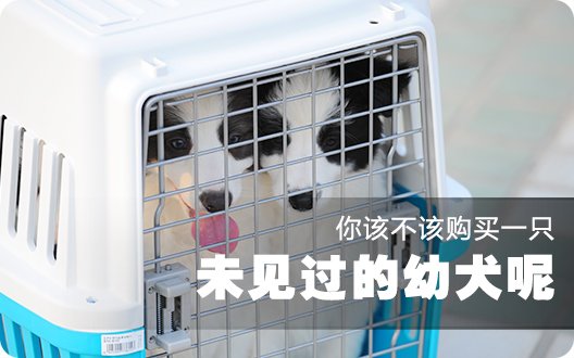 ■□你该不该购买一只未见过的幼犬呢□■