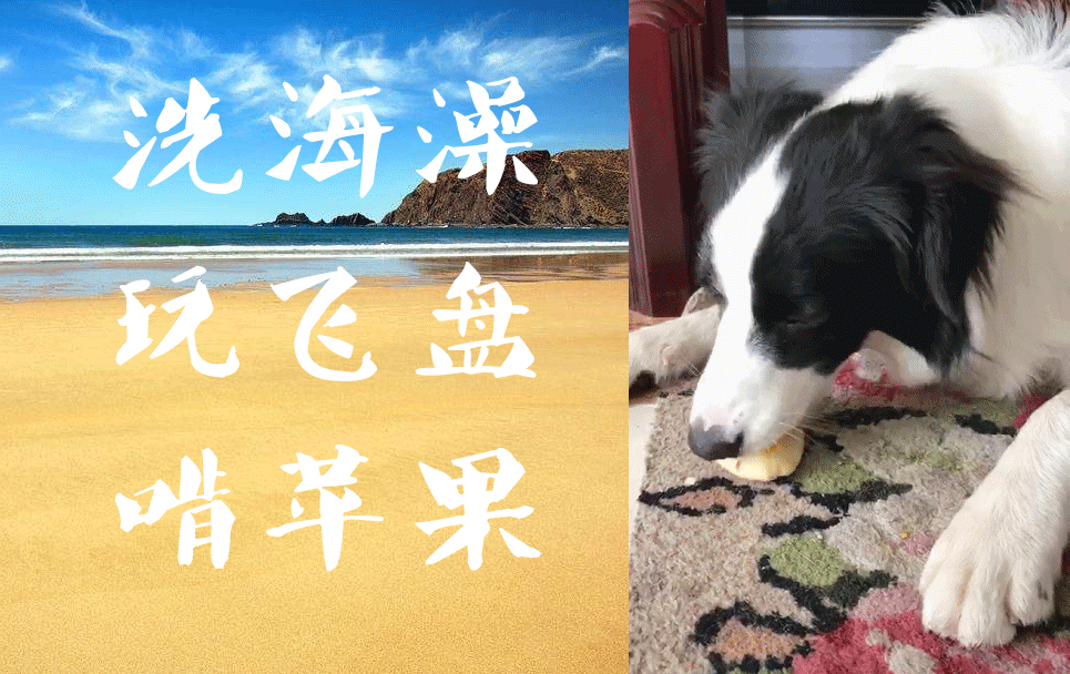 幸福的奥莉：洗海澡、玩飞盘、啃苹果（烟台蒲女士）2017/11/15