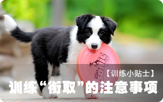 【训练小贴士】训练“衔取”的注意事项