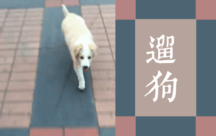 豌豆：遛狗不用绳（山西太原张先生）2017/6/21