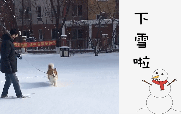 雪地遛狗（沈阳李女士）2017/2/23
