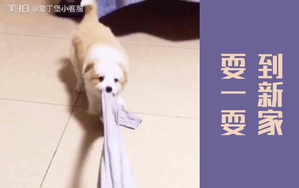 胖胖萌萌小LUCKY到新家（深圳任女士）2017/2/17