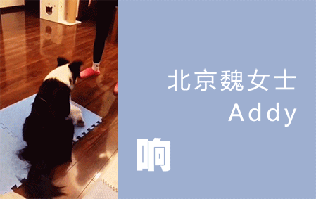响片训练展示（北京魏女士）2017/1/13