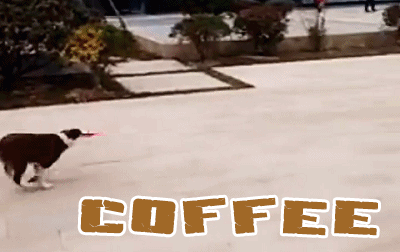 COFFEE回家20天，飞盘展示（青岛王先生）2016/12/14