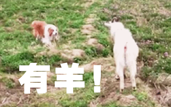 LONDON：我发现了一只羊！！（常州王先生）2016/10/2