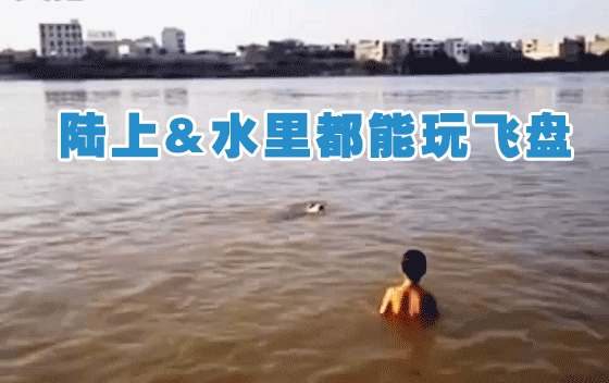 拉西：陆地、水里都能玩飞盘（东莞徐先生）2016/8/24