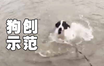 哈利的狗刨示范（青岛闫先生）2016/8/4