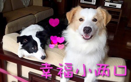 幸福小两口：大宝和小宝（无锡陈女士）