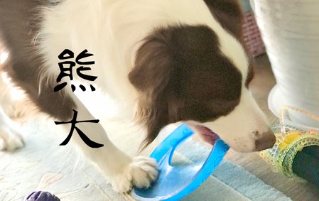 熊大来了！（青岛梁先生/韩女士）