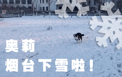 奥莉：下雪了下雪了！（烟台蒲女士）2017/12/11