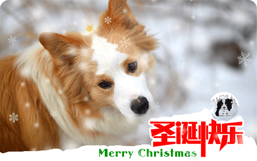【圣诞快乐】圣诞老人的雪橇有几只鹿？