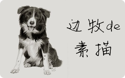 【经典】边境牧羊犬的素描作品