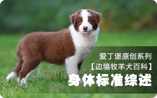 ■□边境牧羊犬百科——身体标准综述□■