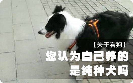 【关于看狗】您认为自己养的是纯种犬吗