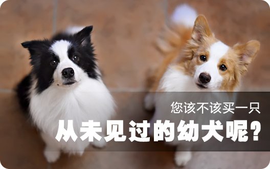 您该不该买一只从未见过的幼犬呢？