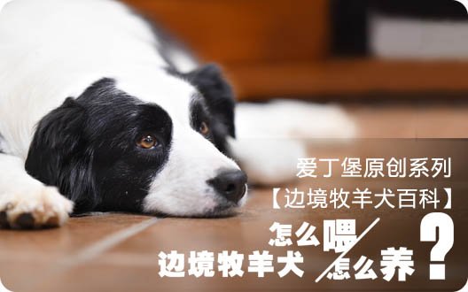 【边境牧羊犬百科】边境牧羊犬应该怎么喂怎么养？