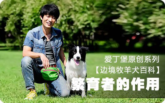 ■□边境牧羊犬百科——繁育者的作用□■