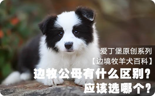 【边境牧羊犬百科】边牧公母有什么区别？ 应该选哪个？