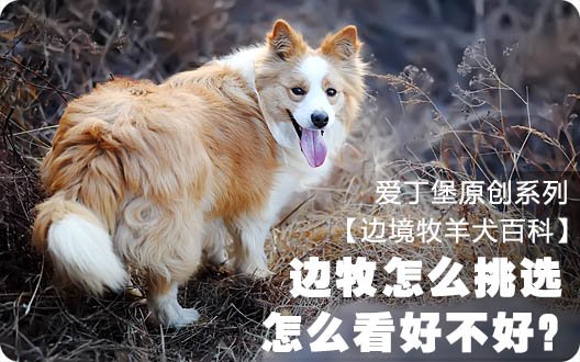 【边境牧羊犬百科】边牧怎么挑选，怎么看好不好？