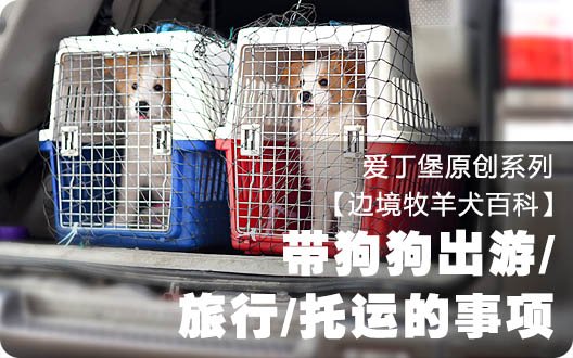 【边境牧羊犬百科】带狗狗出游/旅行/托运的事项