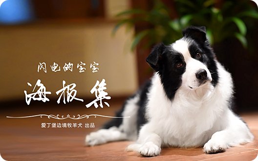 【边境牧羊犬图片】爱丁堡边境牧羊犬照片/壁纸/桌布