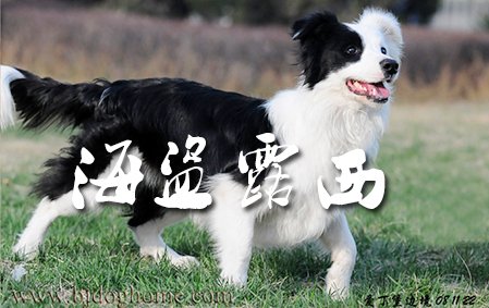 近10年老客人杨女士的海盗露西&亚瑟