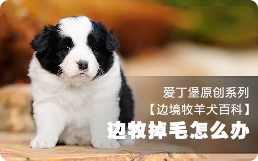 【边境牧羊犬百科】边牧掉毛怎么办/掉毛原因