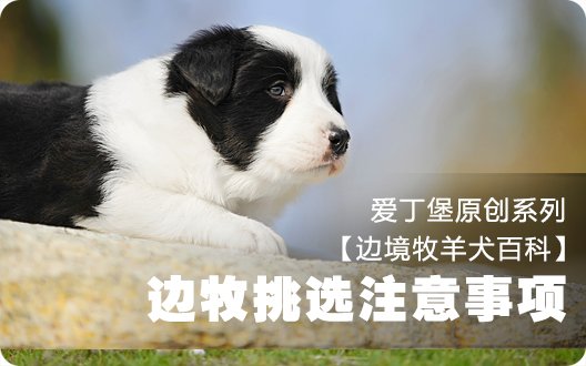 【边境牧羊犬百科】如何挑选边境牧羊犬——边牧挑选注意事项