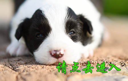 感谢淄博高女士第二次选购 COFFEE 公A3