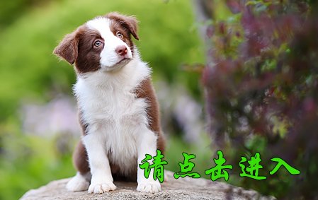 感谢南京朱女士已结缘 金宝