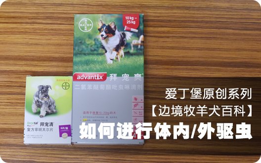 【边境牧羊犬百科】如何进行体内/体外驱虫