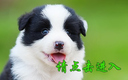 感谢湖南长沙左先生已结缘 安吉拉 公A1