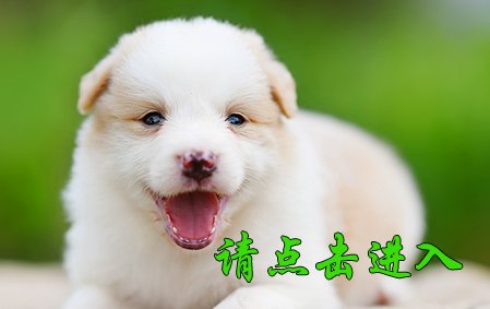 感谢上海刘女士已选定 Merry/小可