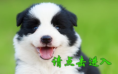 安吉拉 公A2