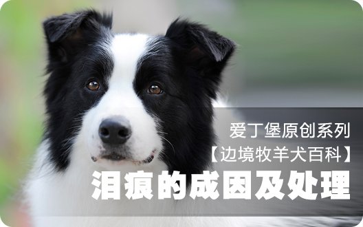 ■□边境牧羊犬百科——狗狗的泪痕成因及处理□■