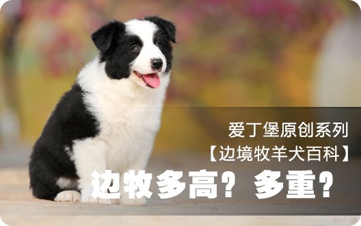 ■□边境牧羊犬百科——边境牧羊犬多高？多重？□■