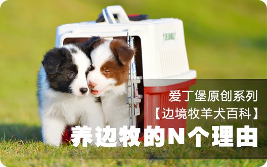 ■□边境牧羊犬百科——选择养边牧的N个理由□■