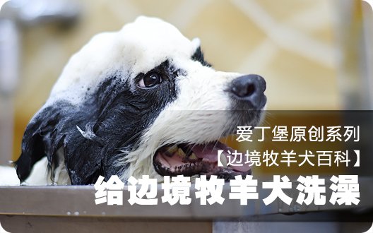 ■□边境牧羊犬百科——如何给边境牧羊犬洗澡□■