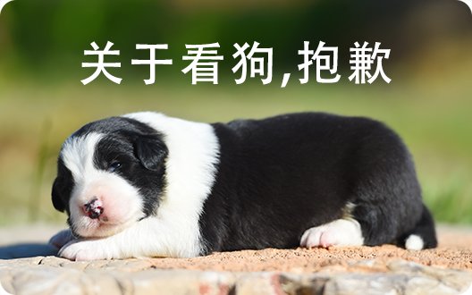 【关于看狗】很抱歉，我们帮不上您