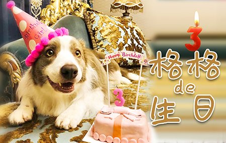 丁香色的格格3岁啦（南京张先生）
