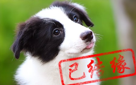 感谢湖南长沙左先生已结缘 安吉拉 公A1