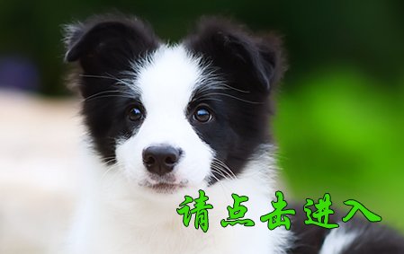 安吉拉 公A2