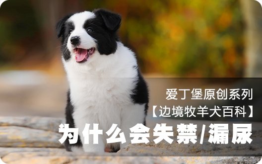 ■□边境牧羊犬百科——狗狗为什么有时候会失禁/漏尿□■