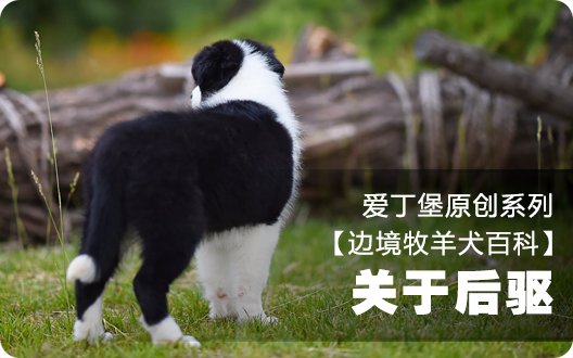 ■□边境牧羊犬百科——关于后驱□■ 