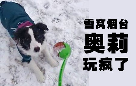 雪窝烟台：奥莉玩疯了（烟台蒲女士）2018/1/11