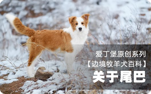 【原创】■□边境牧羊犬百科——关于尾巴□■