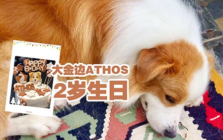 大金边ATHOS过2岁生日啦(烟台Krzysztof Pytlow先生/杨女士)2018/1/20